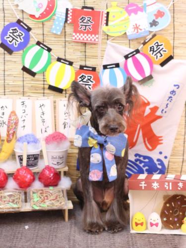 20240721コットンくん